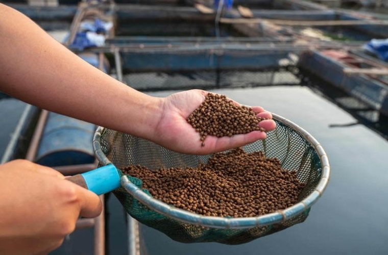 azti-pienso-acuicultura-economia-circular.jpg_1864508717
